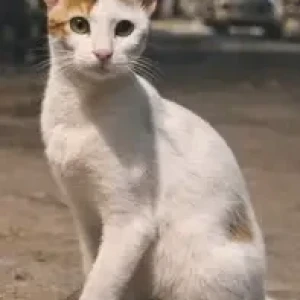 Female Indie Cat Adoption for Adoption in Mumbai