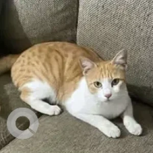 A White-Brown Mix Indie Cat Missing from Arekere, Bannerghatta Road