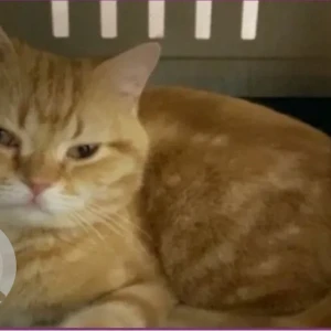 A Golden Domestic Shorthair Cat Missing from 5 Jabal Al Milouh St - Al Falah - 1C Emirates