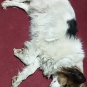 A White-Brown Mix Pomeranian Dog Found from Kapan, Akashedhara