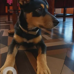 A Black and Brown Australian Kelpie Dog Missing from Ward no 25