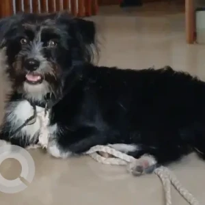 A Black Poddle Dog Found from ECR Kanathur, Buckingham Gardens