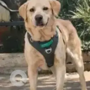 A White Labrador Dog Missing from Ulsoor lake, RMZ building
