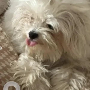 A White Maltese Dog Missing from Hal road, Ayyapanagar, Krishnarajapuram-3