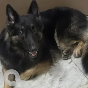 A Black and Brown German Shepherd Dog Missing from Picnic Garden, Arrey colony, Goregaon