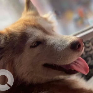 A White-Brown Mix Husky Cat Missing from Banepa 6 Budol