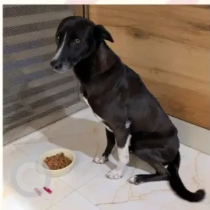 Female Indie Dog Adoption for Adoption in South West Delhi