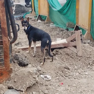 A Black and Brown Indie Dog Found from St. Charles High School, Vakola-2