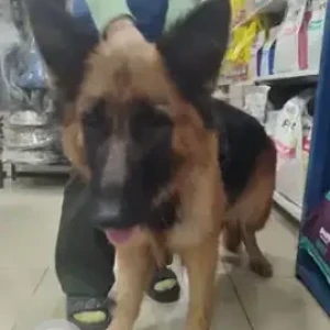 A Black and Brown German Shepherd Dog Found from Nelurahalli-2
