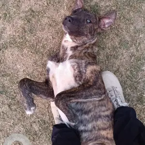 A Black and Brown Indie Dog Missing from Saidulajab, Saket