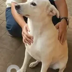 A White Indie Dog Missing from Mumbai