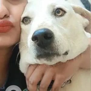A White-Brown Mix Indie Dog Missing from Asmita Jyoti-2