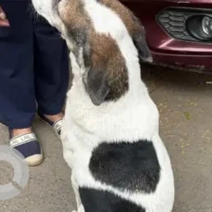 A Black and Brown Indie Dog Found from Green Park, opposite Larning Matters School-3