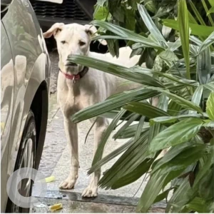 A White Indie Dog Missing from Sarita Vihar, New Delhi