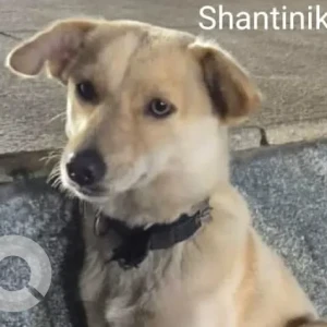 A White Indie Dog Found from Prestige Shantiniketan Apartment complex