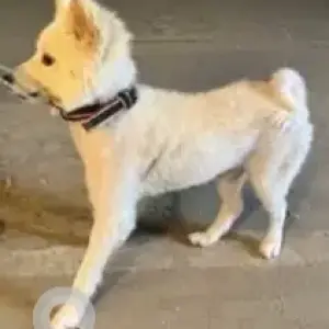 A White Spitz Dog Found from Mylai Ranganathan Street, T. Nagar-2