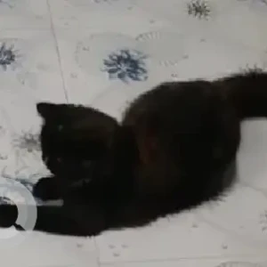 A Black Indie Cat Missing from Lakshmi Layout, Gandhinagar-2