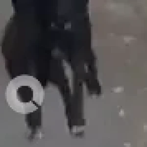 A Black Indie Dog Found from Mayapuri metro station