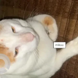A White-Brown Mix Indie Cat Missing from Panvel, Navi Mumbai