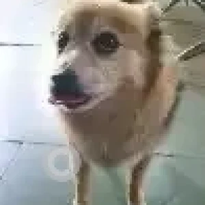 A White-Brown Mix Indian Spitz Dog Missing from New Friends Colony, New Delhi