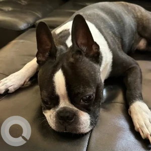A Black and White Boston Terrier Dog Missing from near 26B street, Mirdif