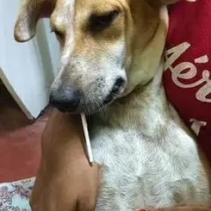 A Black and White Indie Dog Missing from Avvaiyar Street, EVR Street, Meenambakkam, Chennai, Tamil Nadu, 600027, India