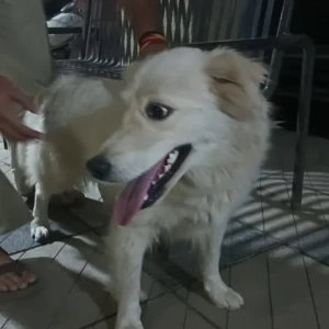 A White Indie Dog Found from Pune-2