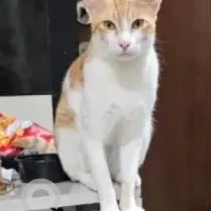 A Orange Indie Cat Missing from Hallmark Landmark Society, Puppalguda