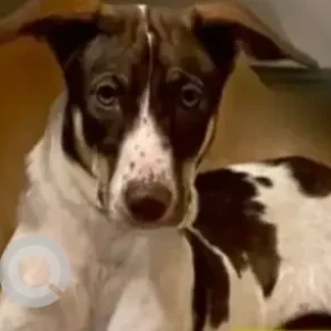A White-Brown Mix Indie Dog Missing from HBR Layout, Bengaluru