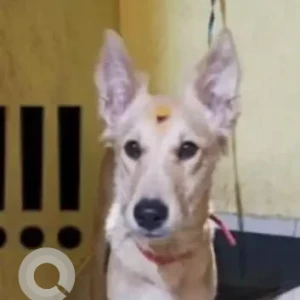 A White-Brown Mix Indie Dog Missing from Pimpri Chinchwad