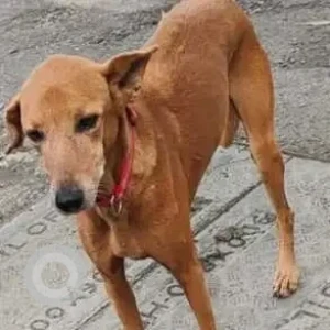 A Brown Indie Dog Missing from Erandwane, Pune