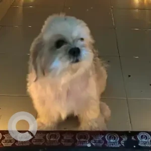 A White Shih Tzu Dog Missing from Kodambakkam Power House Road