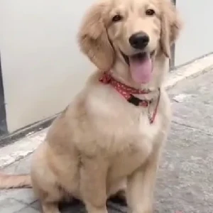 A Brown Golden Retriever Dog Found from Bengaluru-4