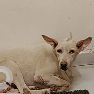 A White Indie Dog Found from Juhu, Mumbai
