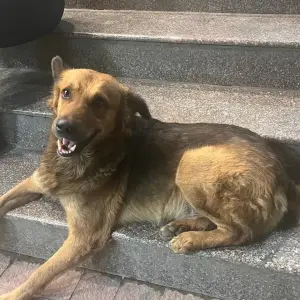 A Black and Brown German shepherd Dog Found from Sindh Bakery, Padmarao nagar