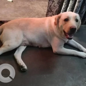 A White Labrador Dog Missing from Sangam Vihar near Satnam public school Gali no. 5 House no 247