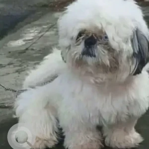 A White Shih Tzu Dog Missing from Government hospital, Saroor nagar