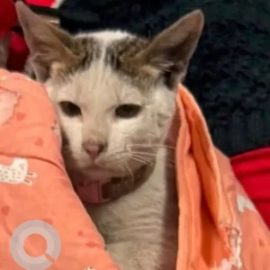 A White Indie Cat Found from DLF phase 2, Gurgaon