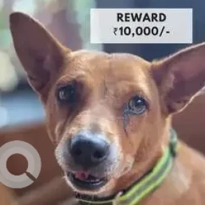 A Brown Indie Dog Missing from Mathgharia, Guwahati