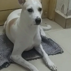 A White-Brown Mix Mongrel Dog Missing from Palavakkam, Chennai-2