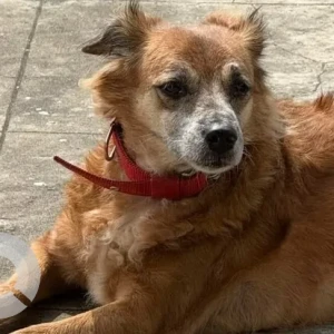 A Brown Indie Dog Missing from Chennai