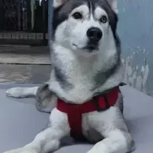 A Black and White Husky Dog Missing from Ranganathpura