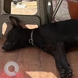 A Black Indie Dog Found from Trimurti chowk New Sangvi