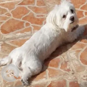 A White Shih Tzu Dog Missing from Mushrif Area, Embassy Area-2