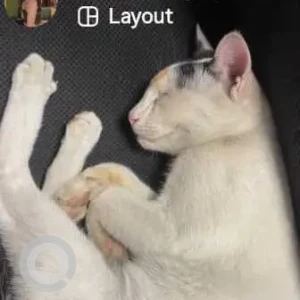 A Black and White Indie Cat Missing from Sindhi Ghori, Tank Road, Karol Bagh-2