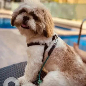 A White-Brown Mix Shih Tzu Dog Missing from HBR layout, 5th main road-2