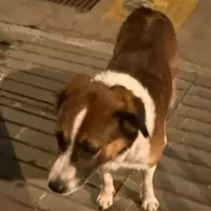 A White-Brown Mix Indie Dog Found from Bandra palihill-2