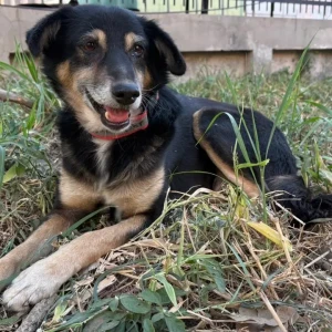A Black and Brown Indie Dog Missing from Northern Access Road, Delhi Airport-3