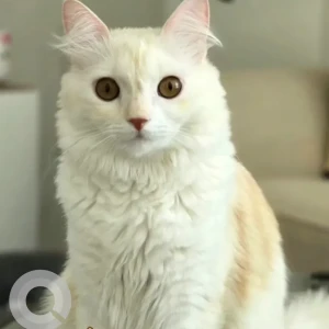 A White Turkish Van Cat Missing from Damac Hills 2 – Centaury, Cluster 7