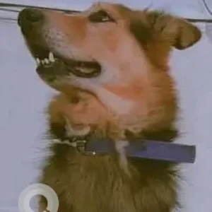 A Black and Brown German Shepherd Dog Missing from Vijaya Bank layout-3